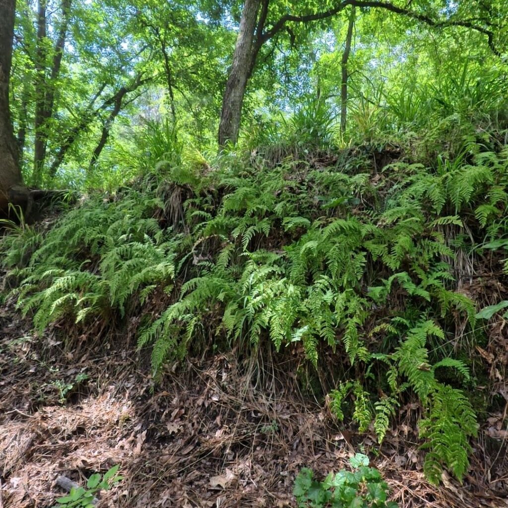 Atlanta State Park Ferns