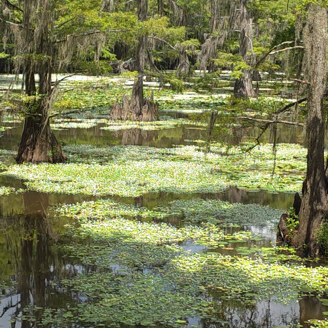 Caddo Lake State Park