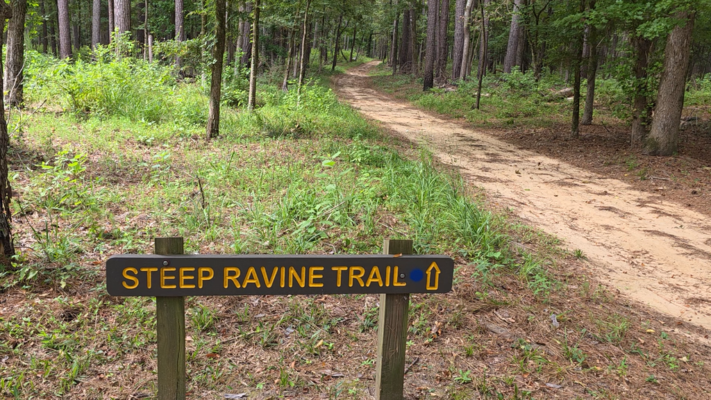 Mission Tejas State Park Trail Head